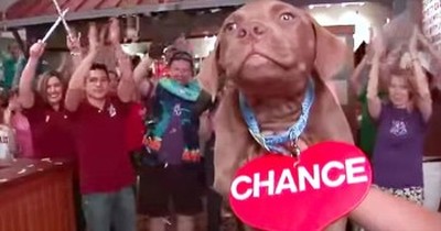 We Can't Get Enough of This Hilarious Animal Lip Dub!  