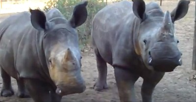 THIS is What a Rhino Sounds Like? God's Creatures are the Coolest
