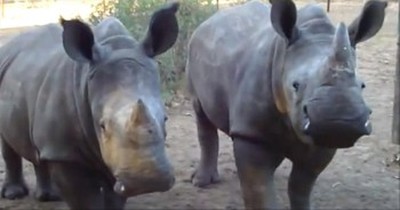 THIS is What a Rhino Sounds Like? God's Creatures are the Coolest 
