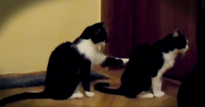 Dramatic Cat Apologizes to His Cat Friend. . .Sort Of!