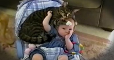Kitty Loves Her Baby-Friend So Much. . .She Just Can't Get Close Enough! 