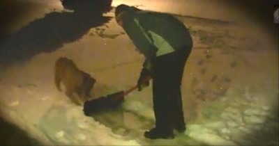 Cute Dogs Help Their Owners Shovel Snow 