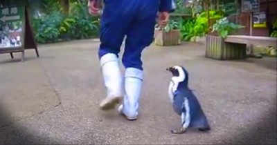 It's Impossible to See This Penguin and Be Unhappy - Awww! 