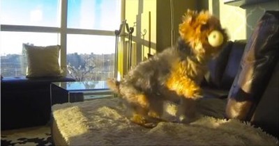 Adorable Little Yorkie Has a Hard Time Playing Catch...So Funny! 