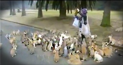 We've Never Seen Anything Like This Before. . .It's An Adorable Animal Stampede. . .of Bunnies! 