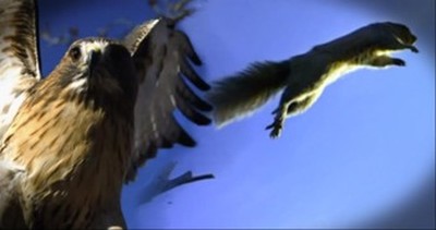 This Epic Chase Between a Squirrel and Hawk Will Leave You Breathless! 