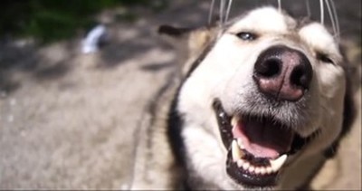 This Happy Dog Just Loves Getting His Head Scratched -- Aww! 