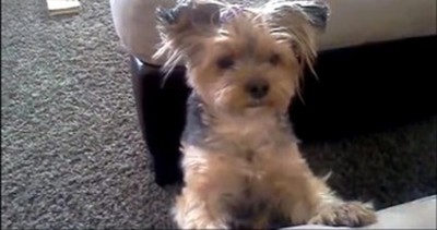 Adorable Dog Will Melt Your Heart As She Says Her Prayers 