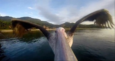 Watch as This Pelican Learns to Take Flight 