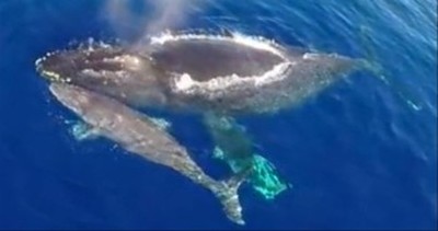 Man Thanks the Lord for This Jaw-Dropping Video of Dolphins Stampeding with Whales 