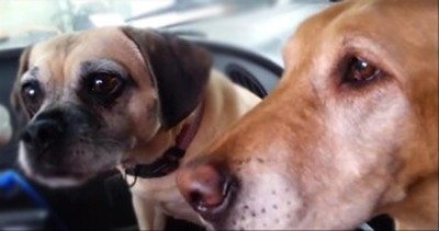 Watch These 2 Adorable Pups and You'll See Why Daisy Has to Get Her Treat First 