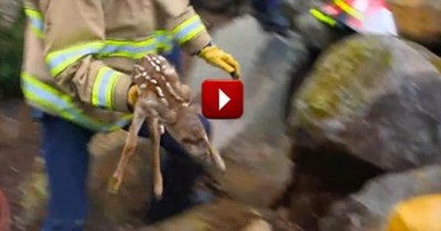 Mama Deer Watches as Heroes Rescue Her Fawn 