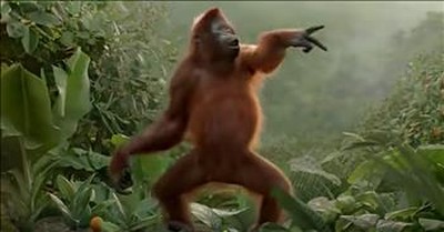 'Dancing' Orangutan Has The Best Moves 
