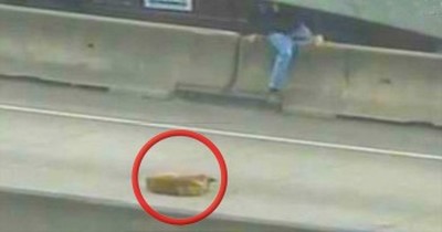 A Scared Dog on a Busy Freeway Gets A Dramatic Rescue! 