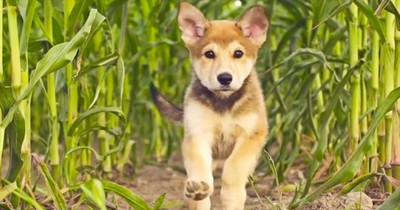 Adorable Puppy at Play is on Top of the World