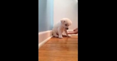 Cute Puppy Just Can't Stay Awake - Aww! 