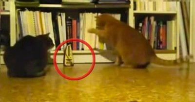Cute Kitties are So Curious Over the Funniest Thing 