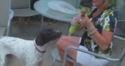 Helpful Pup Shucks Corn! 