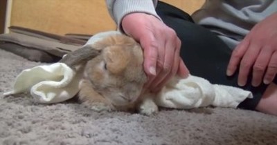Cute Bunny Does the Funniest Thing When You Stop Petting It 