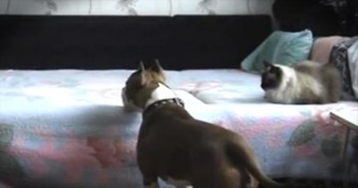 What this Funny Doggie Does When His Humans Are Away Will Make You Laugh 