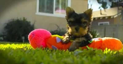 This is the Happiest Dog Video You'll Ever Watch 