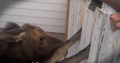 Dramatic Rescue of a Baby Moose Caught in a Fence 