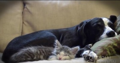 Adorable Kitten Talks About His Adoption -- So Cute! 