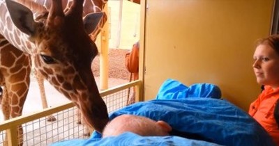 Giraffe Lovingly Kisses Dying Zoo Worker Goodbye 