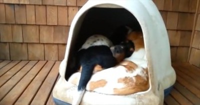 It's Just an Ordinary Dog House Until You See What Comes Out! 
