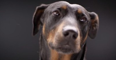 Dog SHOCKS Everyone With His Life-Saving Trick! 