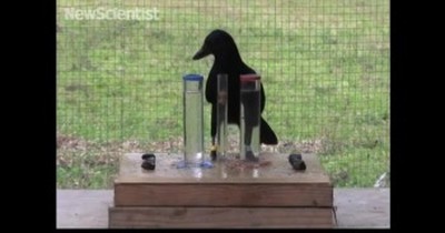 Genius Crow Uses Physics to Outsmart Humans - Wow! 