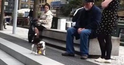 It Starts With A Dog And His Ball - What Happens Next Is Downright Adorable 