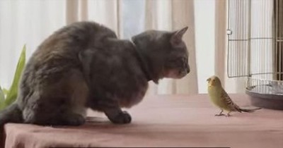 You’ll NEVER Predict What Happens When Kitty Meets Bird 