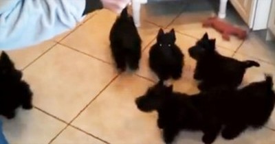 These Scottie Pups Should Really Consider Synchronized Swimming 
