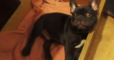 Adorable French Bulldog Does NOT Want to Go to Bed!