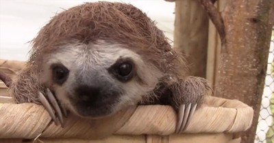 Baby Sloths Make the Most ADORABLE Sounds