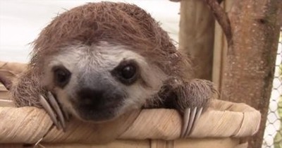 Baby Sloths Make the Most ADORABLE Sounds  
