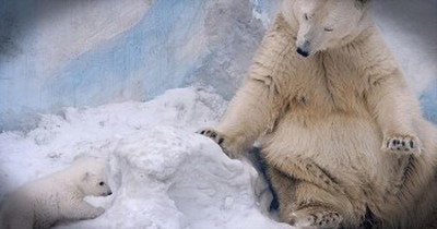 Polar Bear and Her Cub Will Leave You Grinning From Ear to Ear! 