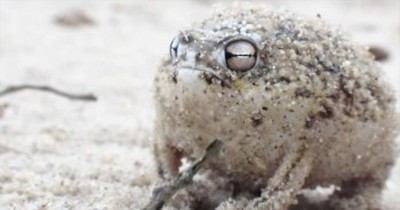 World's Cutest Frog Will Leave You Saying 'AWW' 
