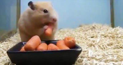 How Fast Can 1 Tiny Hamster Eat 5 Carrots? 