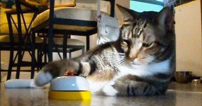 This Smart Kitty Has Her Human ALL Figured Out