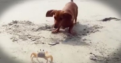 These Unlikely Playmates Just Can’t Figure Each Other Out  
