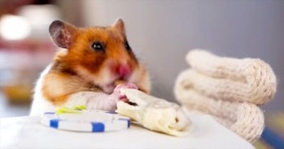 One Hungry Hamster Enjoys Some Fine Dining! So Cute! 