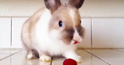One CUTE Bunny Enjoys A Lip-Smacking Treat 