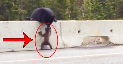 One Mama Bear Saves Cub From DEADLY Fate