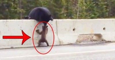 One Mama Bear Saves Cub From DEADLY Fate 