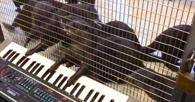 Watch Out Mozart - These Otters Are Putting On A Show! 