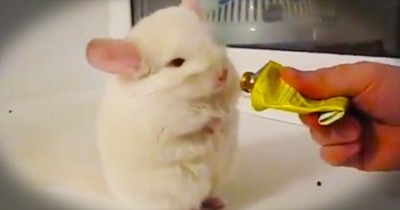 You'll Love What This Chinchilla Does For A Treat - So Funny! 