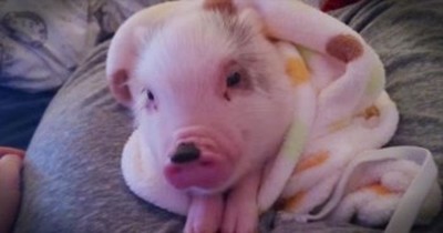This Pig In A Blanket Is Guaranteed To Make You Smile!  