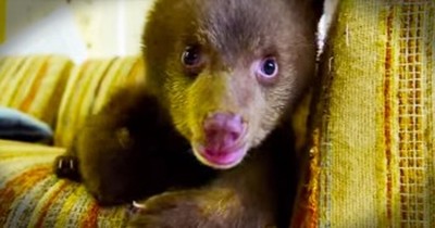 They Found Her Hugging Her Dead Mother's Body. Now, This Bear Cub Is Being Hand-Raised Back To Health 